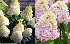 Sweet Summer Panicle Hydrangea - 3 Gallon Pot -SHRUBS and BUSHES Shop hydrangea paniculata sweet summer 7