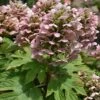 Queen Of Hearts Oakleaf Hydrangea - 3 Gallon Pot 1 Queen Of Hearts Oakleaf Hydrangea - 3 Gallon Pot -SHRUBS and BUSHES Shop hydrangea queen of hearts oakleaf 500x750 1