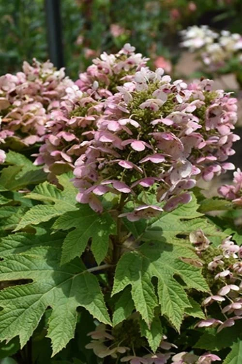 Queen Of Hearts Oakleaf Hydrangea - 3 Gallon Pot 3 Queen Of Hearts Oakleaf Hydrangea - 3 Gallon Pot