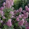 Gatsby Pink Oakleaf Hydrangea - 3 Gallon Pot -SHRUBS and BUSHES Shop hydrangea quercifolia gatsby pink 17