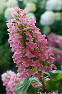 Gatsby Pink Oakleaf Hydrangea - 3 Gallon Pot -SHRUBS and BUSHES Shop hydrangea quercifolia gatsby pink 7