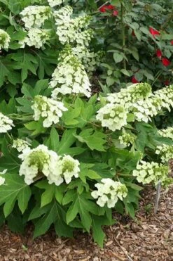 Pee Wee Dwarf Oakleaf Hydrangea - 2 Gallon Pot 17 Pee Wee Dwarf Oakleaf Hydrangea - 2 Gallon Pot -SHRUBS and BUSHES Shop hydrangea quercifolia pee wee oakleaf 1 1