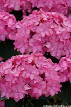 Let's Dance 'Can Do' Hydrangea - 2 Gallon Pot -SHRUBS and BUSHES Shop hydrangea serrata lets dance can do 2