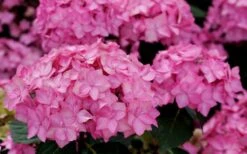 Let's Dance 'Can Do' Hydrangea - 2 Gallon Pot -SHRUBS and BUSHES Shop hydrangea serrata lets dance can do 3