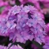 Let's Dance 'Can Do' Hydrangea - 2 Gallon Pot -SHRUBS and BUSHES Shop hydrangea serrata lets dance can do 5