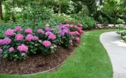 Let's Dance 'Can Do' Hydrangea - 2 Gallon Pot -SHRUBS and BUSHES Shop hydrangea serrata lets dance can do 8