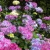 Preziosa Multi Color Hydrangea - 3 Gallon Pot -SHRUBS and BUSHES Shop hydrangea serrata preziosa 100