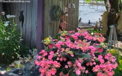 Tuff Stuff Red Mountain Hydrangea - 3 Gallon Pot -SHRUBS and BUSHES Shop hydrangea serrata tuff stuff red mountain 4