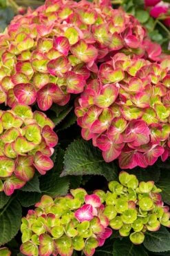 Tilt-A-Swirl Hydrangea - 3 Gallon Pot - SALE -SHRUBS and BUSHES Shop hydrangea tilt a whirl 500x750 1