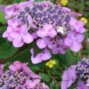 Twist-N-Shout Endless Summer Hydrangea - 1 Gallon Pot -SHRUBS and BUSHES Shop hydrangea twist n shout 12 1