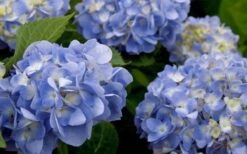 Dear Dolores Hydrangea - 3 Gallon Pot -SHRUBS and BUSHES Shop hydrangea20dear20delores202