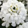 Snowsation Candytuft - 1 Gallon Pot -SHRUBS and BUSHES Shop iberis snowsation candytuft 1