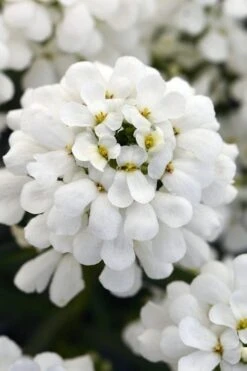 Snowsation Candytuft - 1 Gallon Pot