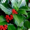 Emily Bruner Pyramidal Holly - 7 Gallon Pot (4-5') -SHRUBS and BUSHES Shop ilex emily bruner holly tree 102