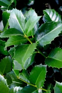 Emily Bruner Pyramidal Holly - 7 Gallon Pot (4-5') 14 Emily Bruner Pyramidal Holly - 7 Gallon Pot (4-5') -SHRUBS and BUSHES Shop ilex emily bruner holly tree 103