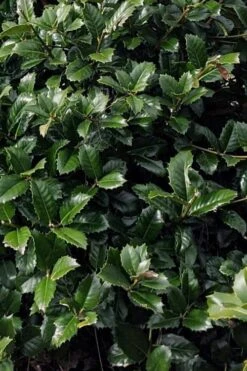 Emily Bruner Pyramidal Holly - 7 Gallon Pot (4-5') 16 Emily Bruner Pyramidal Holly - 7 Gallon Pot (4-5') -SHRUBS and BUSHES Shop ilex emily bruner holly tree 104