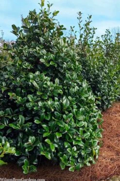Emily Bruner Pyramidal Holly - 7 Gallon Pot (4-5') 13 Emily Bruner Pyramidal Holly - 7 Gallon Pot (4-5') -SHRUBS and BUSHES Shop ilex emily bruner holly tree 105