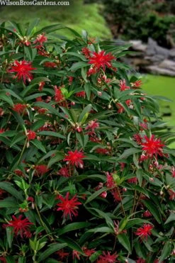 Scorpio Star Flower Anise (Illicium) - 7 Gallon Pot -SHRUBS and BUSHES Shop illicium star flower scorpio anise 10