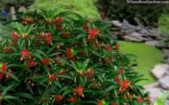 Scorpio Star Flower Anise (Illicium) - 7 Gallon Pot -SHRUBS and BUSHES Shop illicium star flower scorpio anise 11