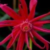 Scorpio Star Flower Anise (Illicium) - 7 Gallon Pot -SHRUBS and BUSHES Shop illicium star flower scorpio anise 12