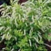 Scentlandia Sweetspire (Itea Virginica) - 3 Gallon Pot -SHRUBS and BUSHES Shop itea virginica scentlandia virginia sweetspire 4