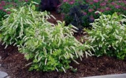 Scentlandia Sweetspire (Itea Virginica) - 3 Gallon Pot -SHRUBS and BUSHES Shop itea virginica scentlandia virginia sweetspire 5