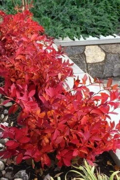 Scentlandia Sweetspire (Itea Virginica) - 3 Gallon Pot -SHRUBS and BUSHES Shop itea virginica scentlandia virginia sweetspire 7