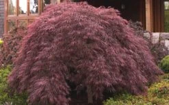 Crimson Queen Dwarf Japanese Maple - 1 Gallon Pot 12 Crimson Queen Dwarf Japanese Maple - 1 Gallon Pot -SHRUBS and BUSHES Shop ja panese Maple Crimson Queen 50 1