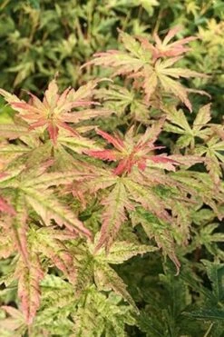 Radiant Variegated Japanese Maple - 5 Gallon Pot -SHRUBS and BUSHES Shop japanese Maple Radiant 7