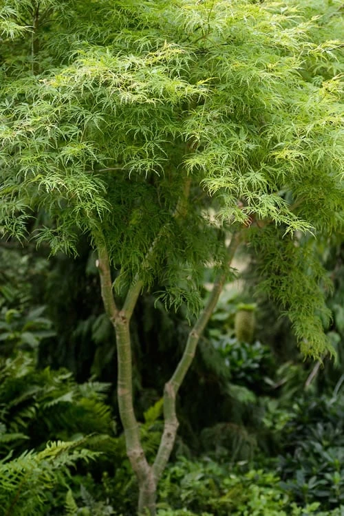 Seiryu Japanese Maple - 3 Gallon Pot 3 Seiryu Japanese Maple - 3 Gallon Pot