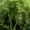 Seiryu Japanese Maple - 5 Gallon Pot 1 Seiryu Japanese Maple - 5 Gallon Pot -SHRUBS and BUSHES Shop japanese Maple Seiryu 500x750 2