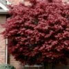 Bloodgood Red Leaf Japanese Maple - 1 Gallon Pot 2 Bloodgood Red Leaf Japanese Maple - 1 Gallon Pot -SHRUBS and BUSHES Shop japanese maple bloodgood 10 1