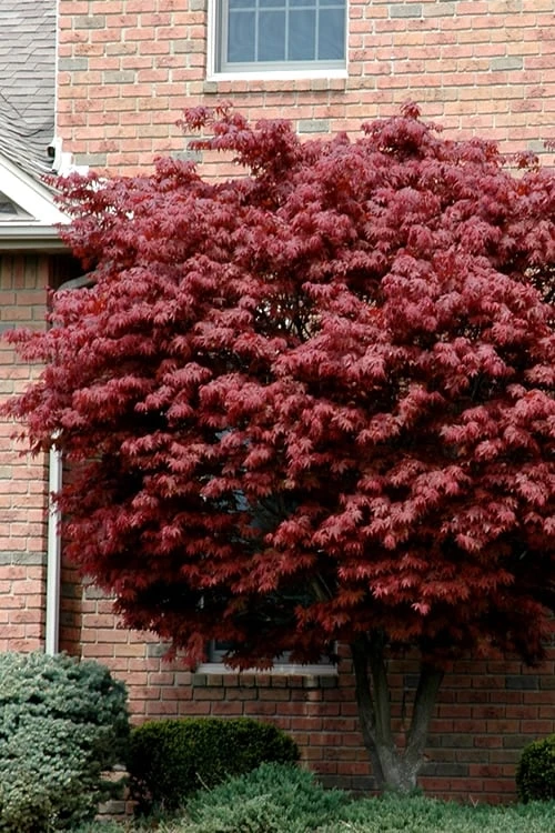 Bloodgood Red Leaf Japanese Maple - 5 Gallon Pot (2-3') 3 Bloodgood Red Leaf Japanese Maple - 5 Gallon Pot (2-3')