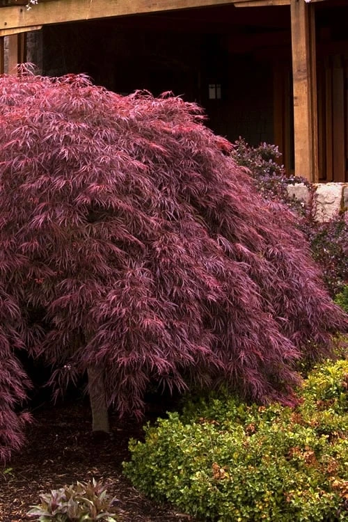 Crimson Queen Dwarf Japanese Maple - 1 Gallon Pot 3 Crimson Queen Dwarf Japanese Maple - 1 Gallon Pot