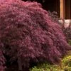 Crimson Queen Dwarf Japanese Maple (High Graft Tree Form) - 1 Gallon Pot -SHRUBS and BUSHES Shop japanese maple crimson queen 24