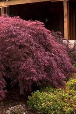 Crimson Queen Dwarf Japanese Maple (High Graft Tree Form) - 1 Gallon Pot