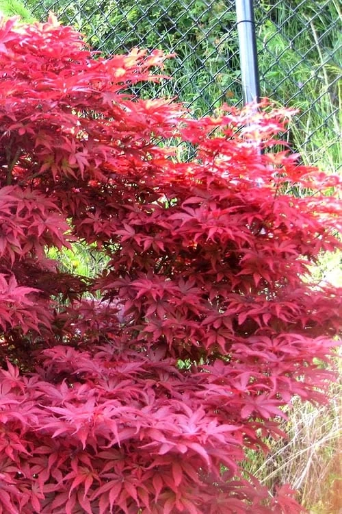 Fireglow Red Leaf Japanese Maple - 5 Gallon Pot (4-4.5') 8 Fireglow Red Leaf Japanese Maple - 5 Gallon Pot (4-4.5') - Image 6