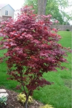 Fireglow Red Leaf Japanese Maple - 5 Gallon Pot (4-4.5') 14 Fireglow Red Leaf Japanese Maple - 5 Gallon Pot (4-4.5') -SHRUBS and BUSHES Shop japanese maple fireglow 12 1