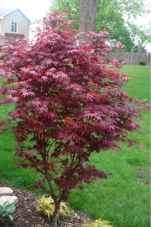 Fireglow Red Leaf Japanese Maple - 5 Gallon Pot (4-4.5') 7 Fireglow Red Leaf Japanese Maple - 5 Gallon Pot (4-4.5') - Image 5