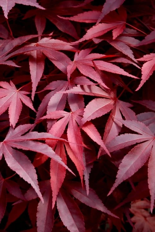 Fireglow Red Leaf Japanese Maple - 5 Gallon Pot (4-4.5') 3 Fireglow Red Leaf Japanese Maple - 5 Gallon Pot (4-4.5')