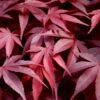 Fireglow Red Leaf Japanese Maple - 5 Gallon Pot (3-4') 1 Fireglow Red Leaf Japanese Maple - 5 Gallon Pot (3-4') -SHRUBS and BUSHES Shop japanese maple fireglow 13