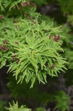 Lions Head Japanese Maple (Acer Palmatum 'Shishigashira') - 2.5 Gallon Pot 16 Lions Head Japanese Maple (Acer Palmatum 'Shishigashira') - 2.5 Gallon Pot -SHRUBS and BUSHES Shop japanese maple lions head shishigashira 1 1