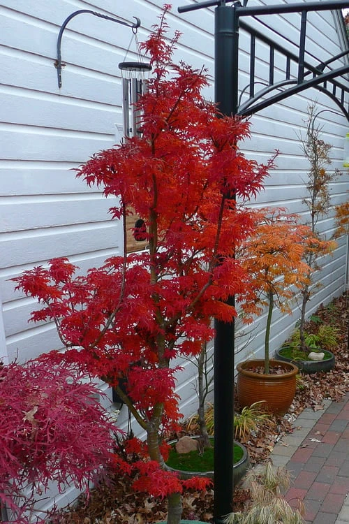 Lions Head Japanese Maple - Acer Palmatum 'Shishigashira' - 1 Gallon Pot 10 Lions Head Japanese Maple - Acer Palmatum 'Shishigashira' - 1 Gallon Pot - Image 8