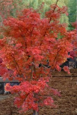 Lions Head Japanese Maple - Acer Palmatum 'Shishigashira' - 1 Gallon Pot 15 Lions Head Japanese Maple - Acer Palmatum 'Shishigashira' - 1 Gallon Pot -SHRUBS and BUSHES Shop japanese maple lions head shishigashira 4