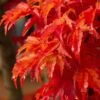 Lions Head Japanese Maple (Acer Palmatum 'Shishigashira') - 2.5 Gallon Pot 1 Lions Head Japanese Maple (Acer Palmatum 'Shishigashira') - 2.5 Gallon Pot -SHRUBS and BUSHES Shop japanese maple lions head shishigashira 5 1