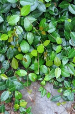 Asian Jasmine - Asiatic Jasmine - 18 Count Flat Of Pint Pots -SHRUBS and BUSHES Shop jasmine asian 10