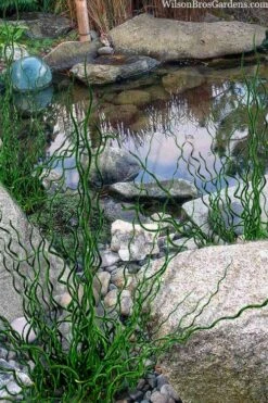 Big Twister Giant Corkscrew Rush (Juncus Effusus) - 1 Gallon Pot 12 Big Twister Giant Corkscrew Rush (Juncus Effusus) - 1 Gallon Pot -SHRUBS and BUSHES Shop juncus effusus big twister 100