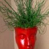 Big Twister Giant Corkscrew Rush (Juncus Effusus) - 1 Gallon Pot -SHRUBS and BUSHES Shop juncus effusus big twister rush 102