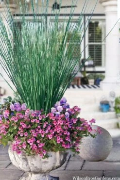 Elk's Blue California Gray Rush (Juncus Patens) - 1 Gallon Pot -SHRUBS and BUSHES Shop juncus inflexus blue arrows rush 23