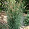 Elk's Blue California Gray Rush (Juncus Patens) - 1 Gallon Pot -SHRUBS and BUSHES Shop juncus patens elk blue california rush 10
